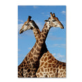 Canvas Art C2962
