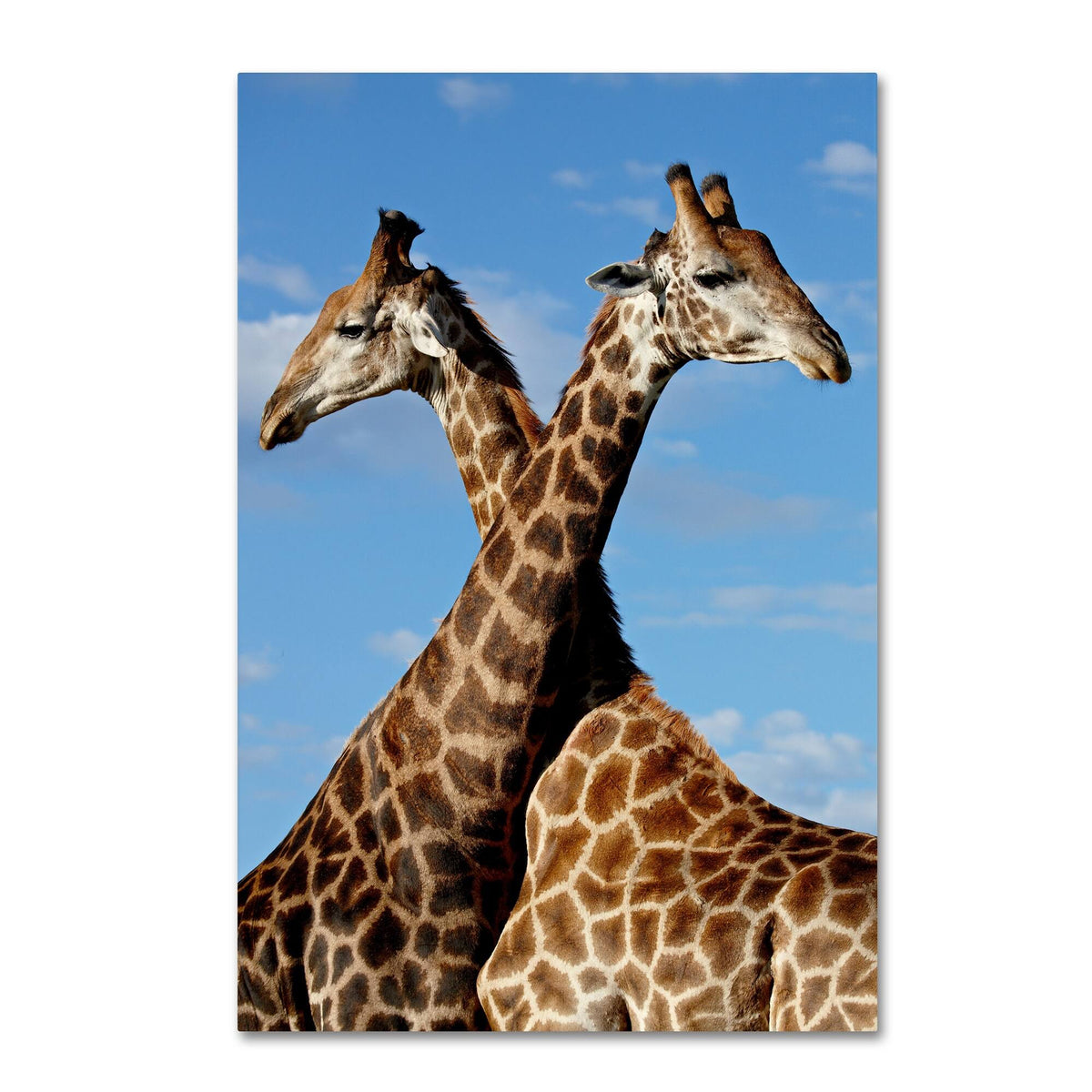 Canvas Art C2962