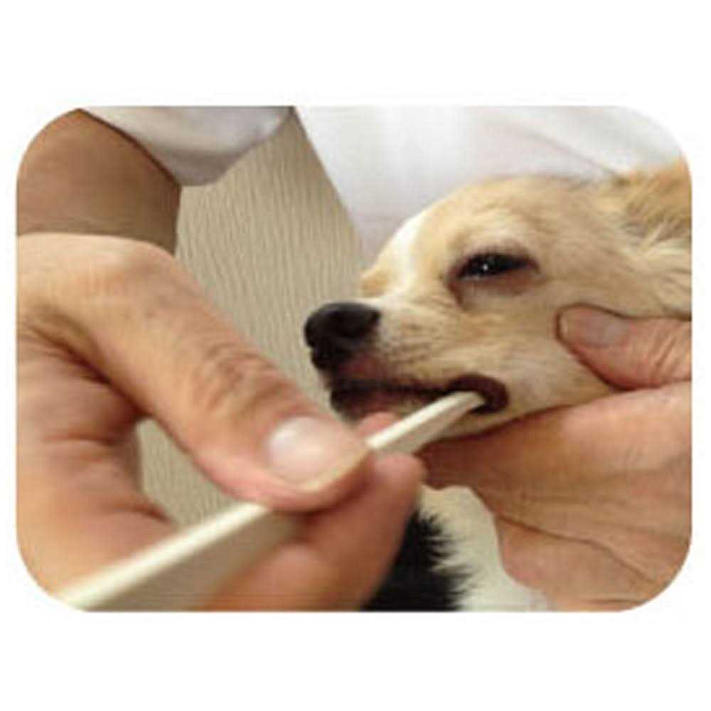 Dog Toothbrush H215963