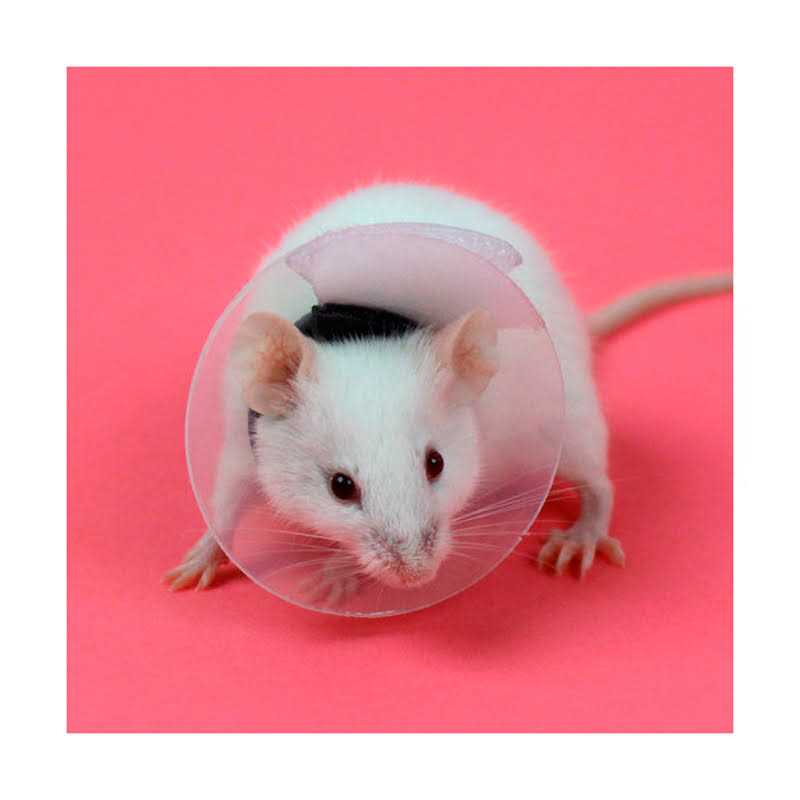 Collar Rodents Pet Supplies H807