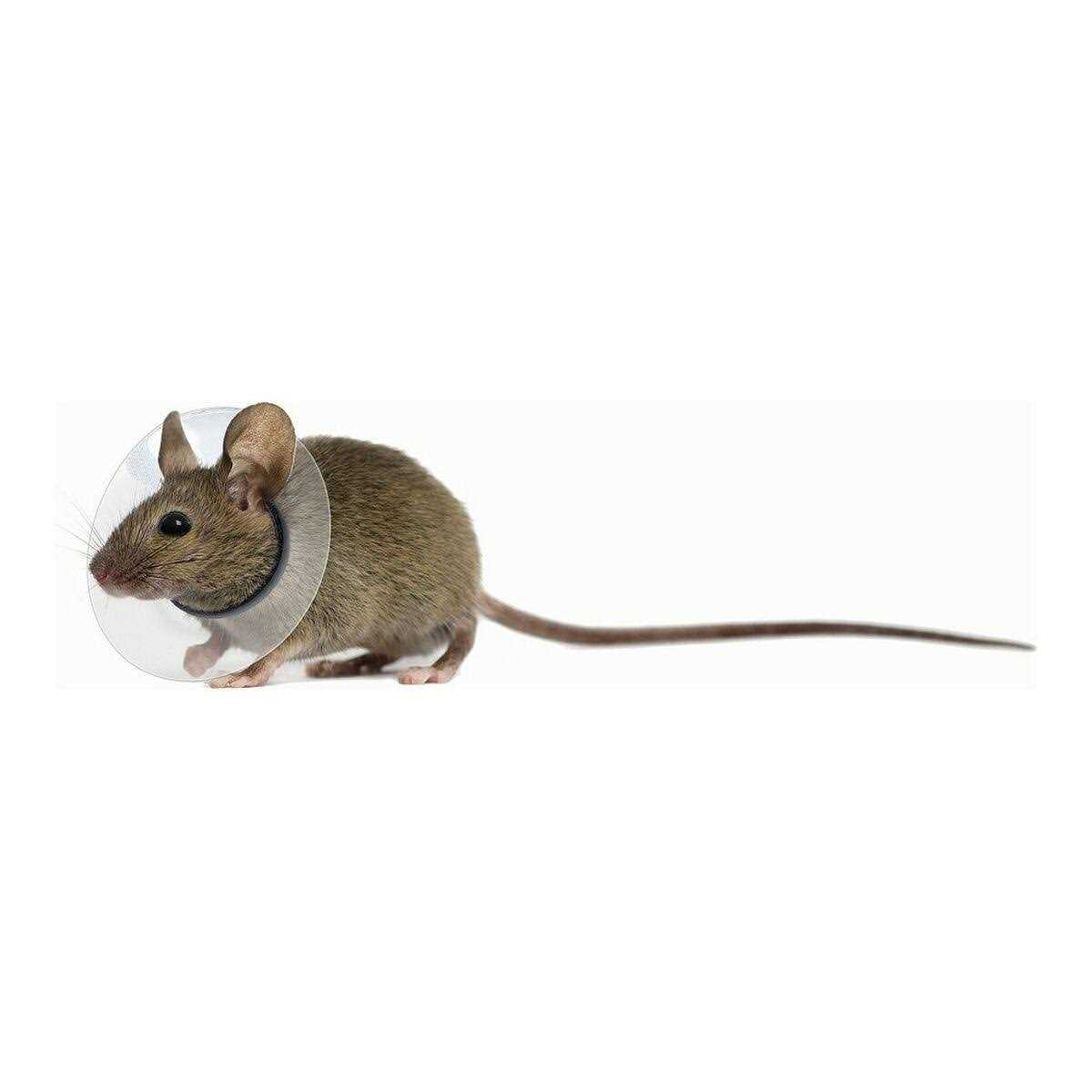 Collar Rodents Pet Supplies H807