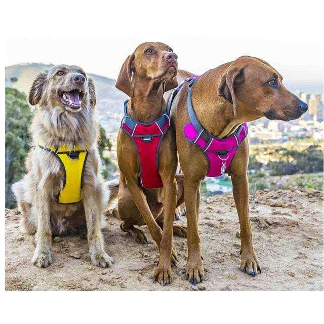 Red Dingo Padded Dog Harness T2532