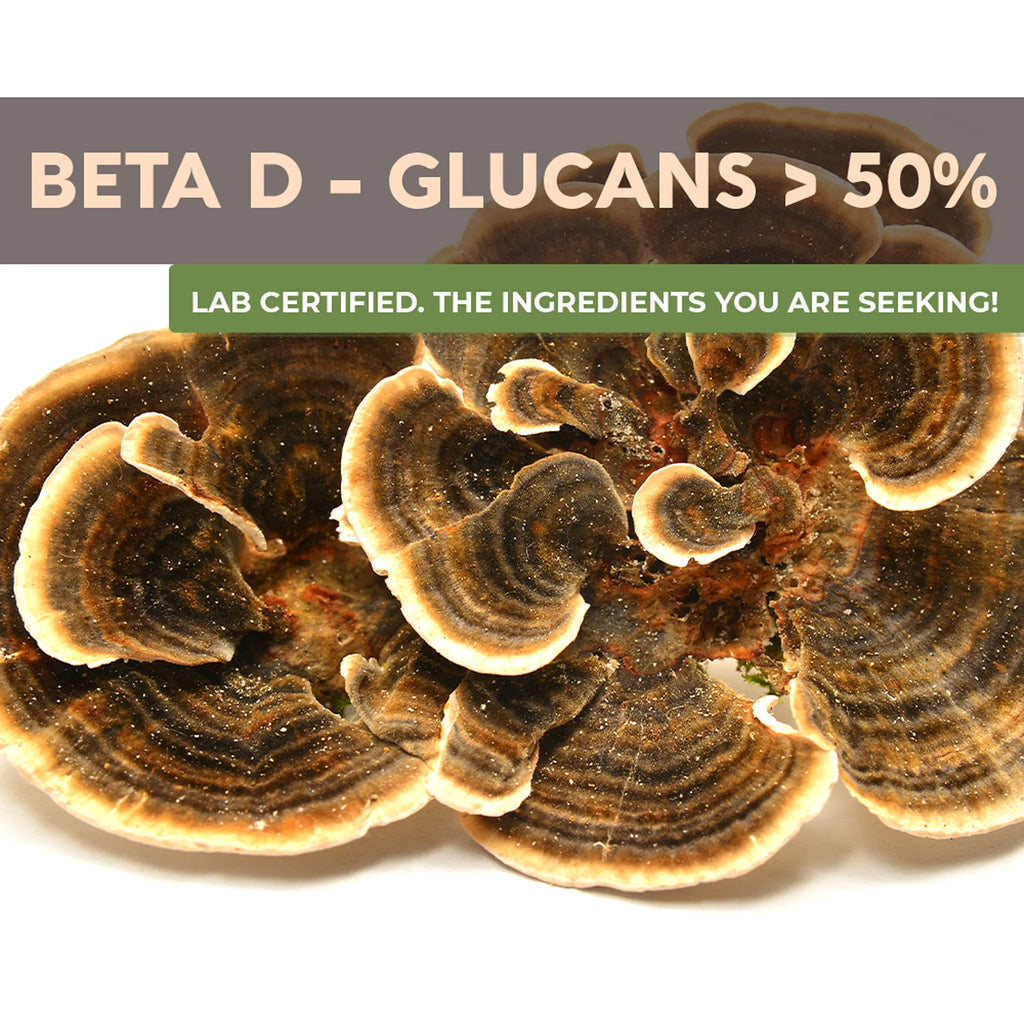 Organic Turkey Tail Mushroom Supplement Powder 3.5 oz M7491