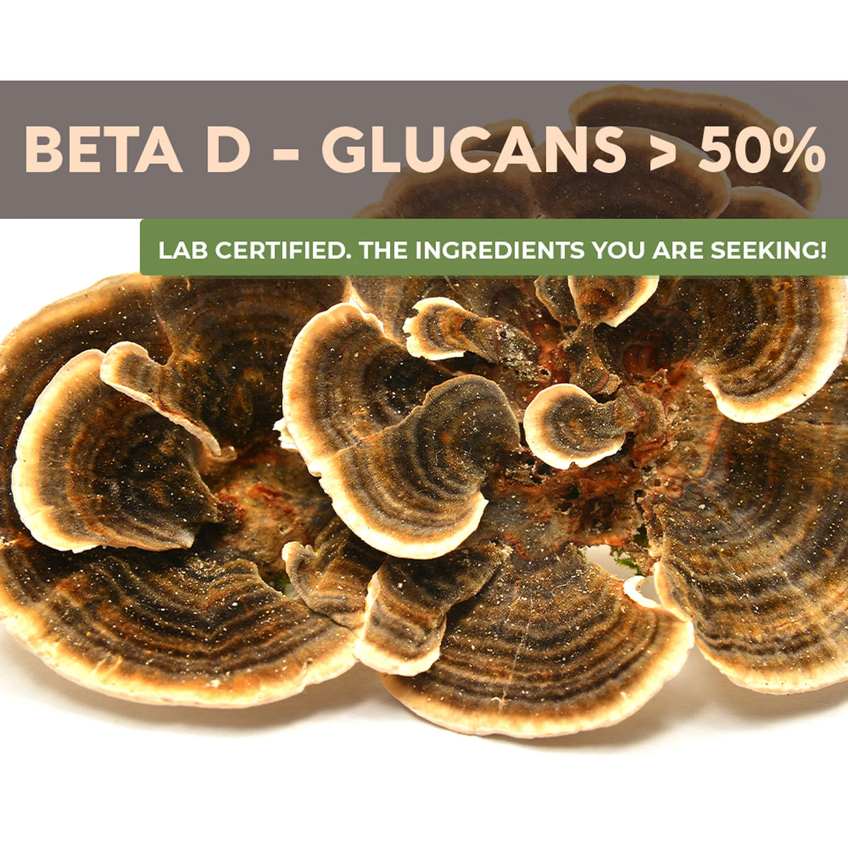 Organic Turkey Tail Mushroom Supplement Powder 3.5 oz M7491