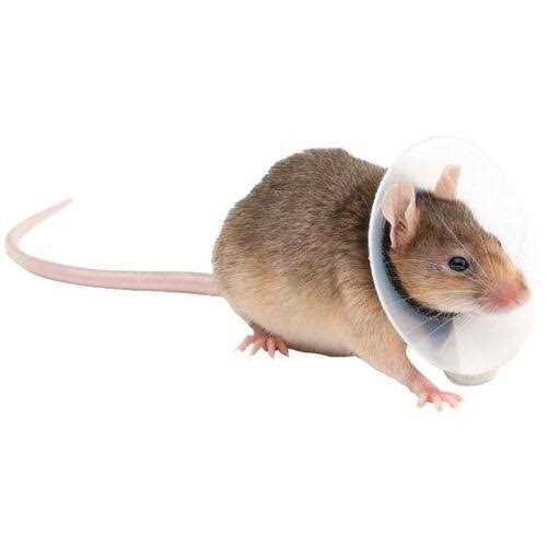Collar Rodents Pet Supplies H807