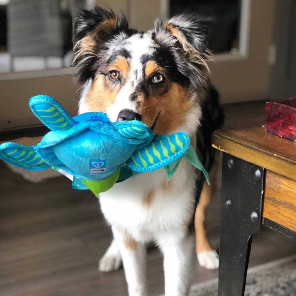 Clean Earth Plush Turtle Dog Toy B21750