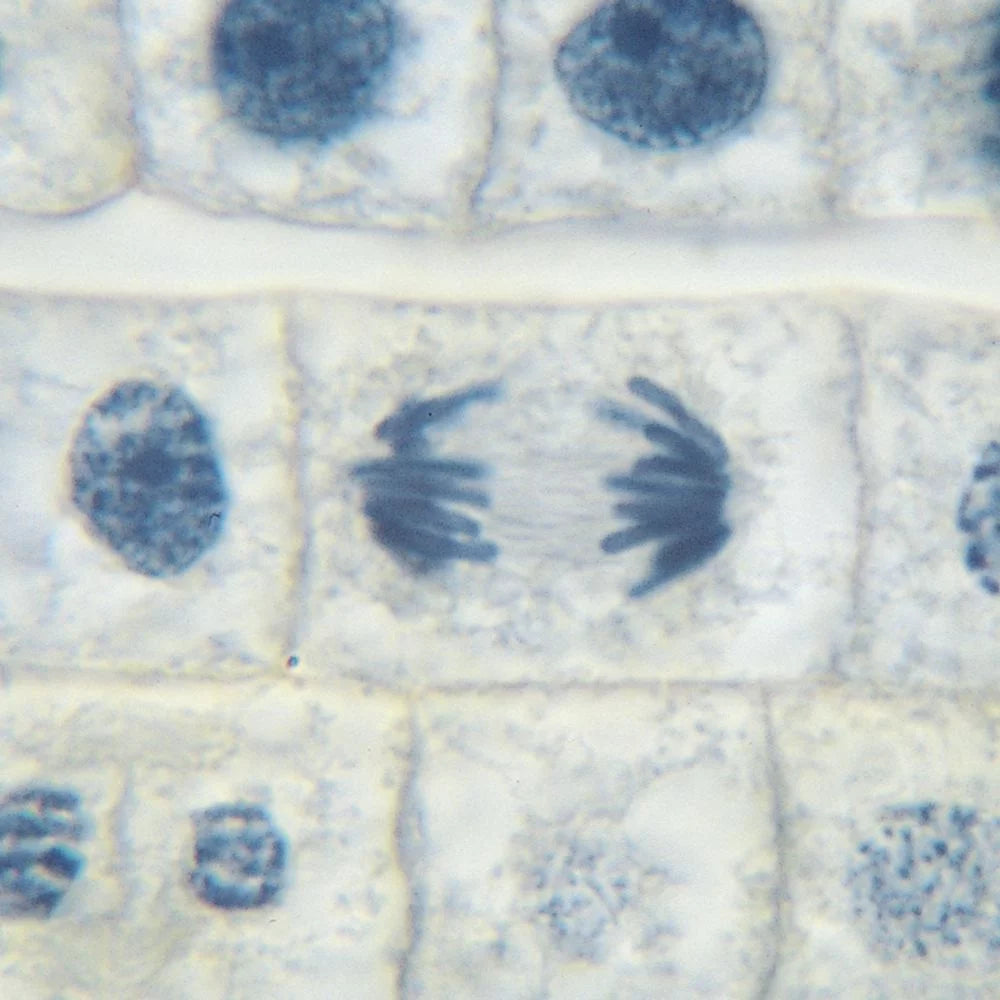 Microscope Slide Set C5902