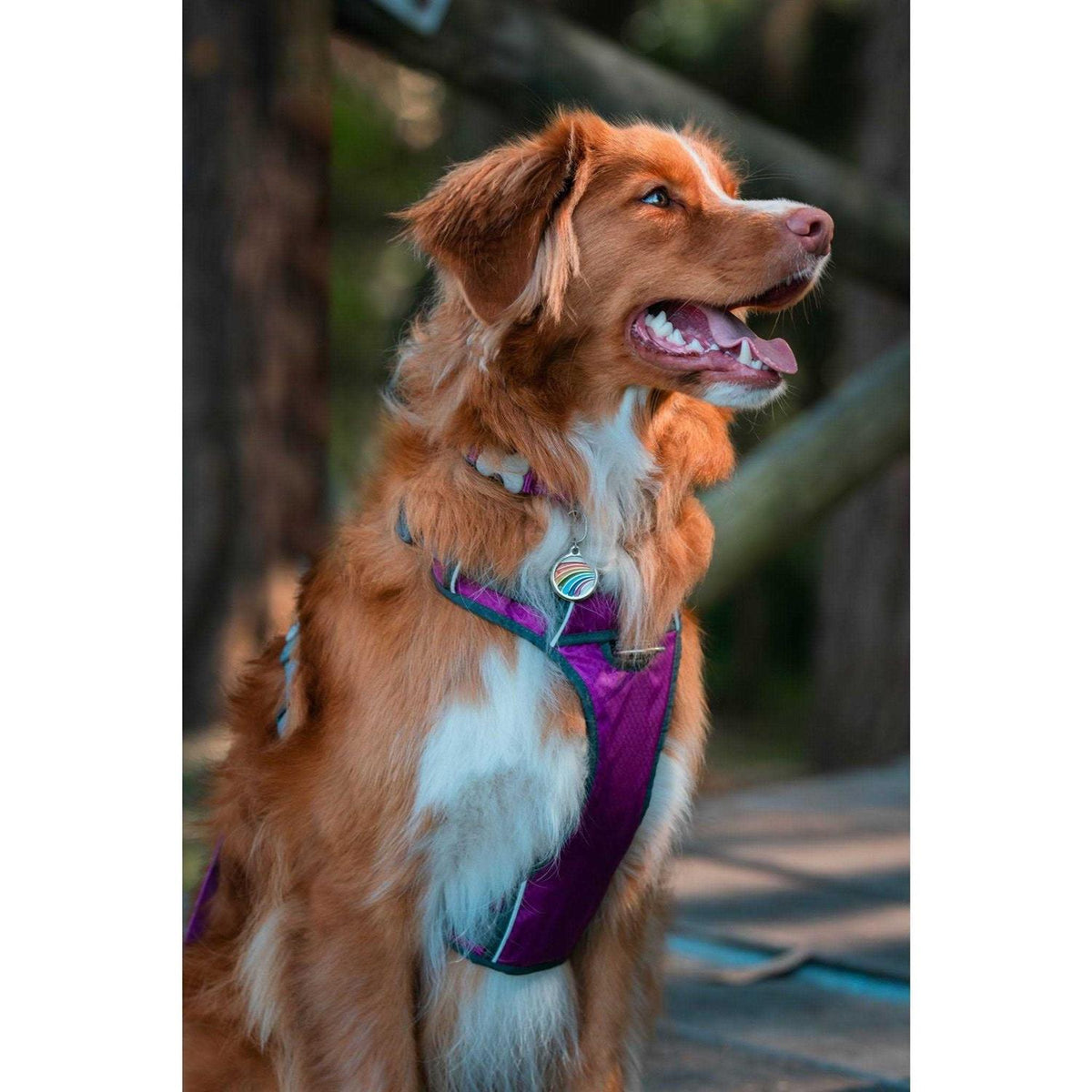 Red Dingo Padded Dog Harness T2532