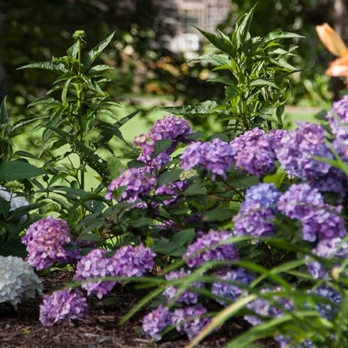 2 gal. Pink and Purple Hydrangea T913