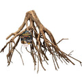 Mangrove Root O39978