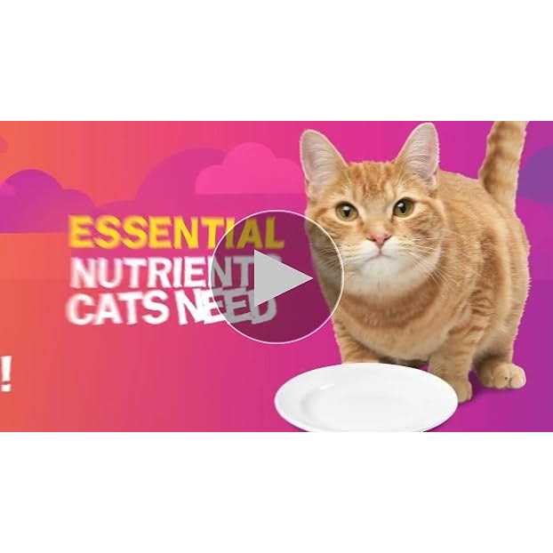 Pate Poultry Platter Canned Cat Food B806
