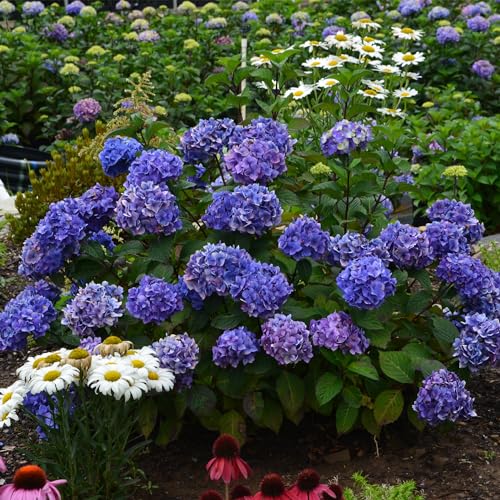 2 gal. Pink and Purple Hydrangea T913
