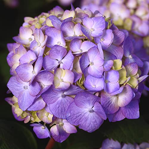 2 gal. Pink and Purple Hydrangea T913