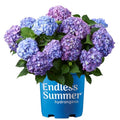 2 gal. Pink and Purple Hydrangea T913