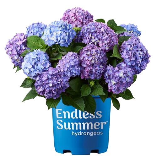 2 gal. Pink and Purple Hydrangea T913