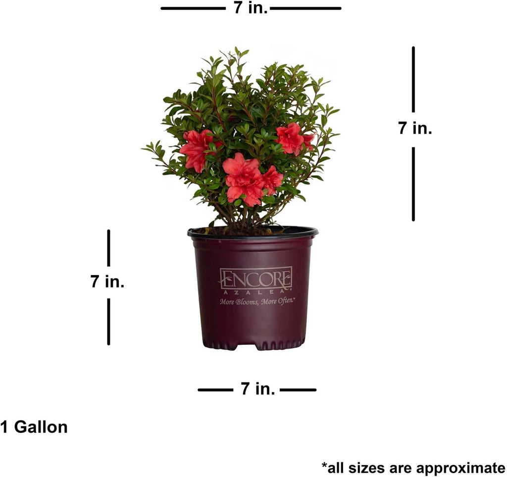 1 Gallon Pink Flowering Shrub Z302