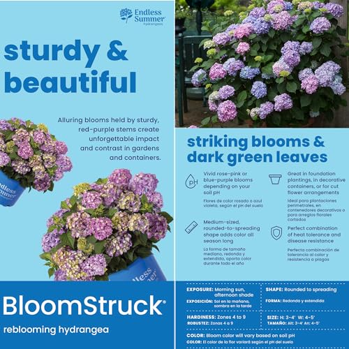 2 gal. Pink and Purple Hydrangea T913