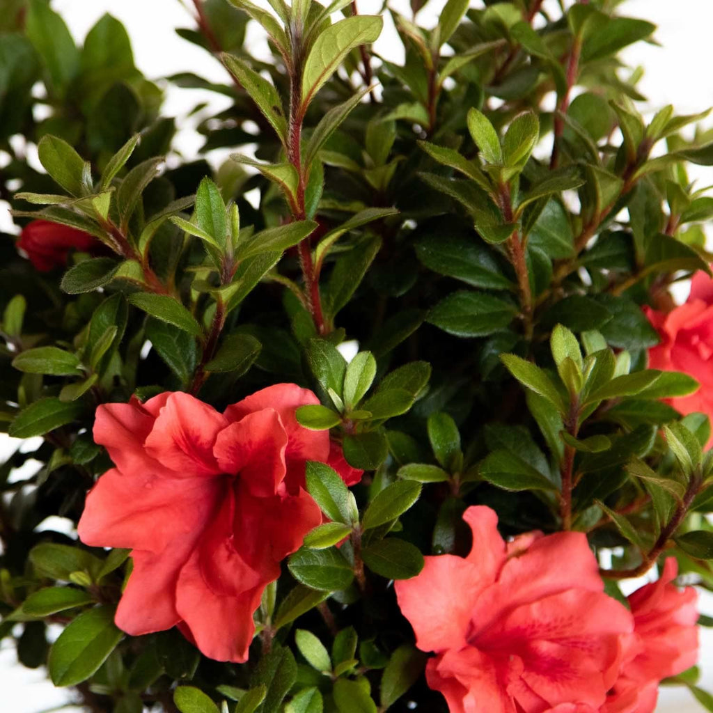 1 Gallon Pink Flowering Shrub Z302
