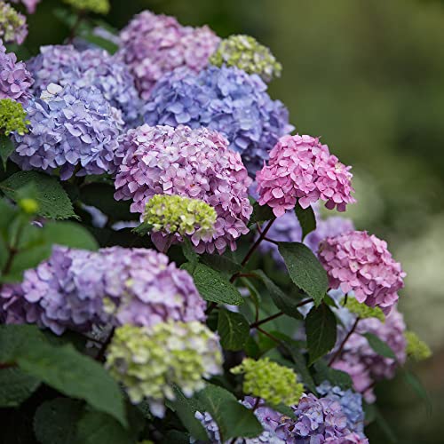 2 gal. Pink and Purple Hydrangea T913