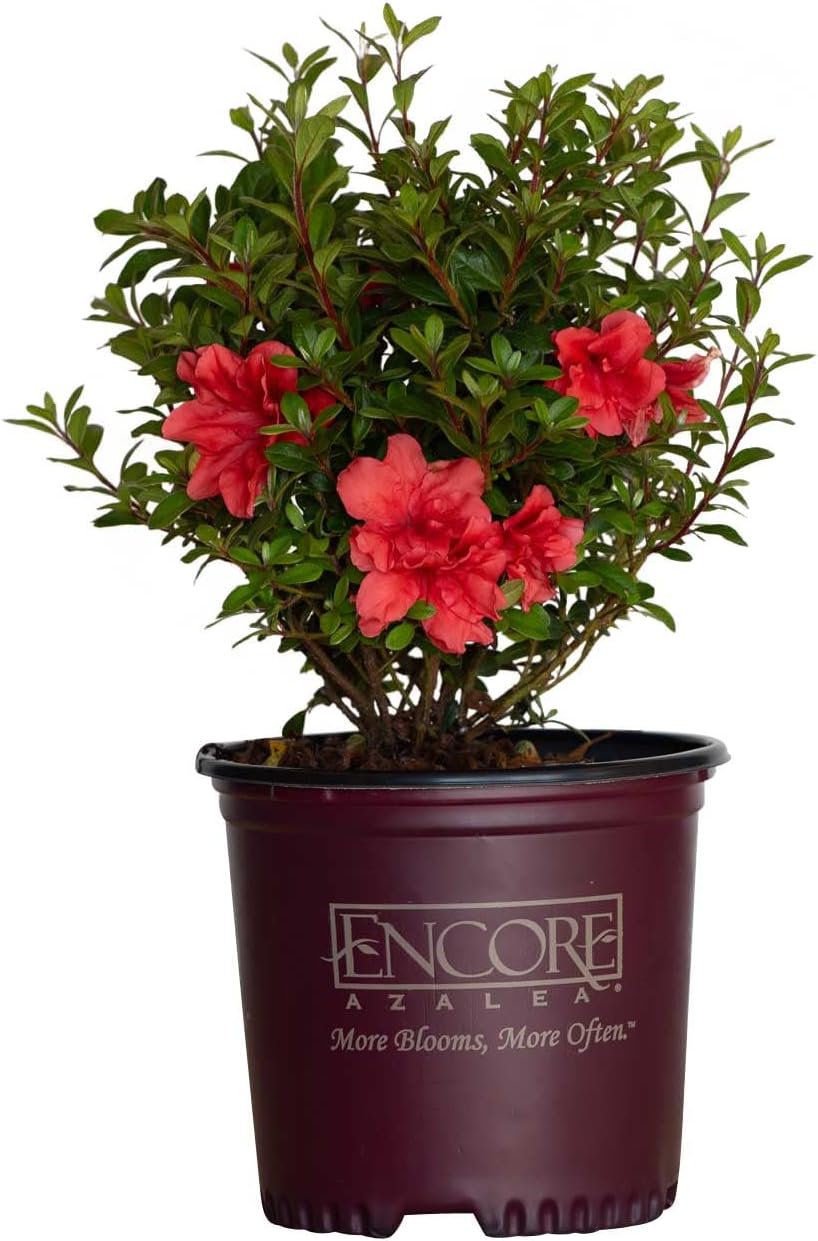 1 Gallon Pink Flowering Shrub Z302
