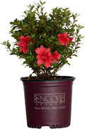 1 Gallon Pink Flowering Shrub Z302