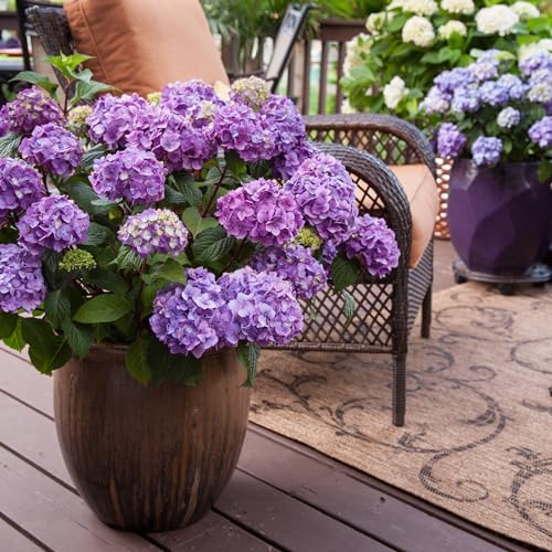 2 gal. Pink and Purple Hydrangea T913