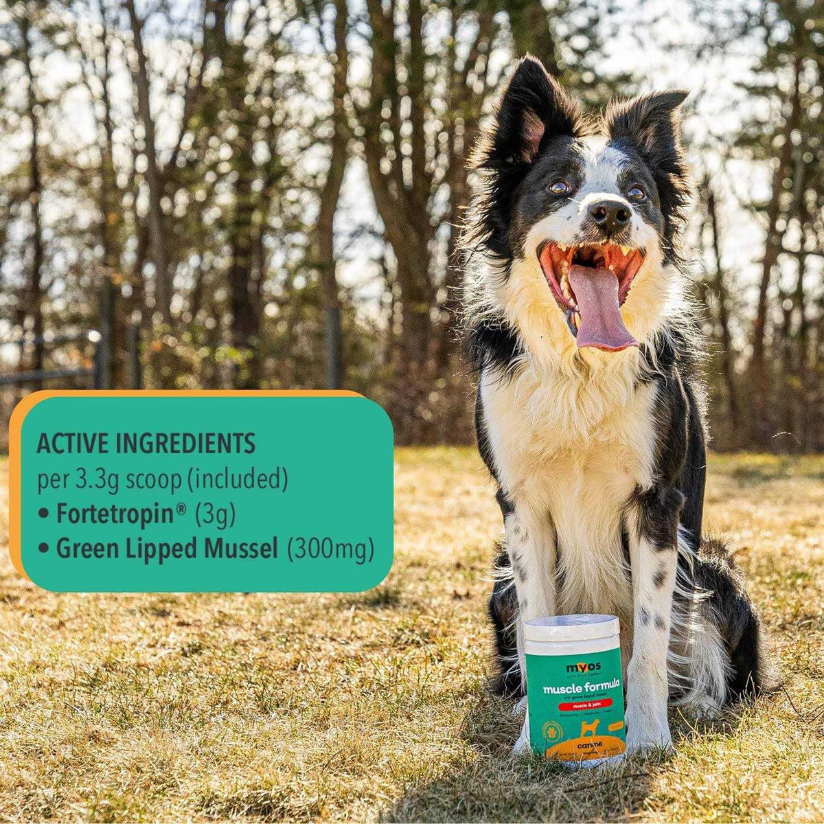 Dog Supplement with Green Lipped Mussel Powder G769122