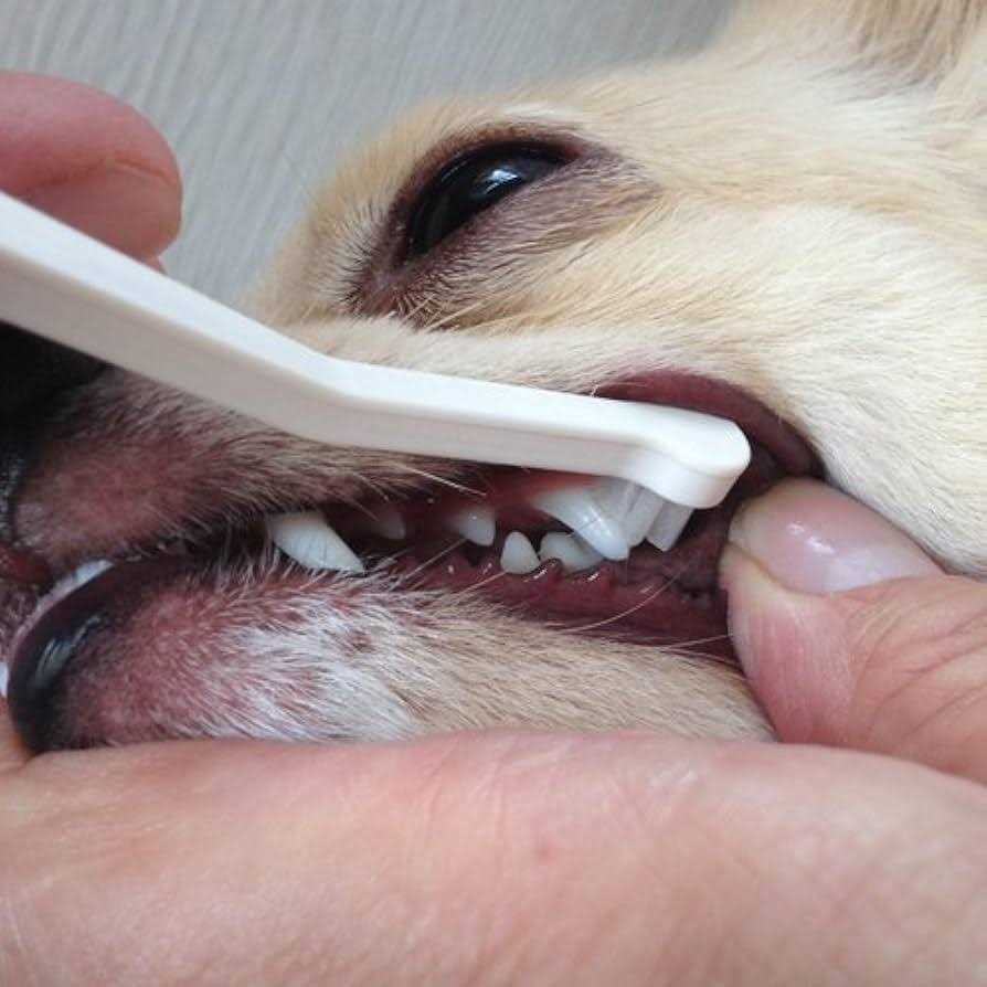 Dog Toothbrush H215963