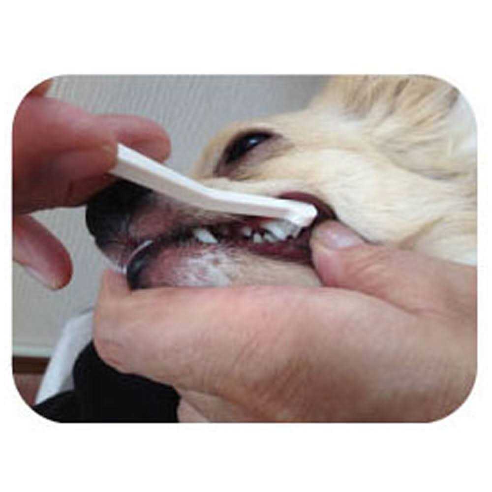 Dog Toothbrush H215963