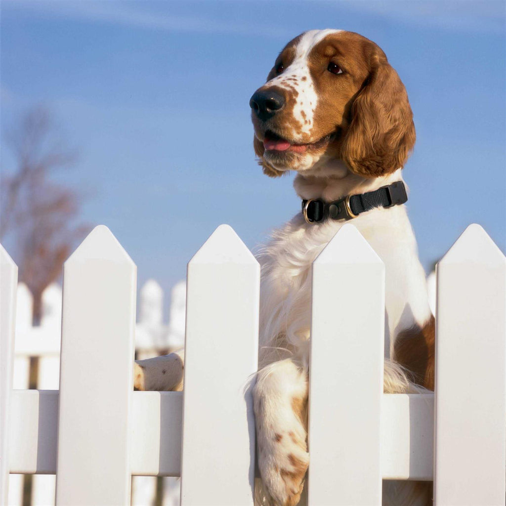 Break-Away Dog Collar S24467